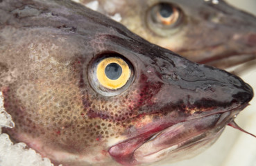 Seefisch, Nahaufnahme
