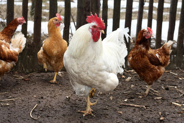 cock