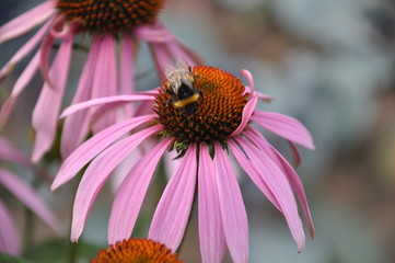 Biene auf Echinacea Blume