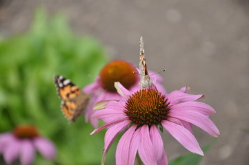 Schmetterling Butterfly Distelfalter Echinacea