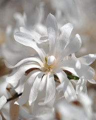 Plakat magnolia biały kwiat