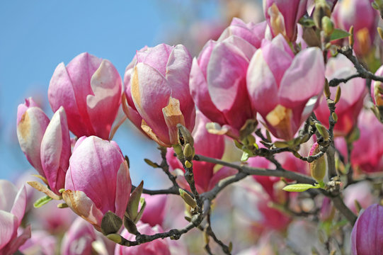 magnolia flowers detail