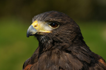 Buse de Harris 5