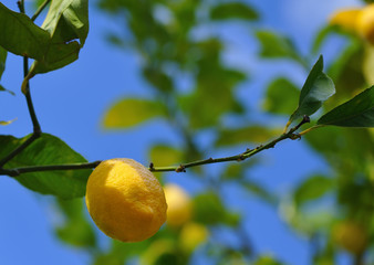 citron