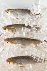 Fresh fish