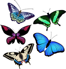 Vector illustation of butterflies
