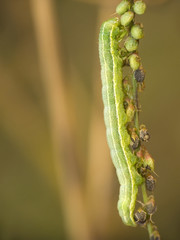 caterpillar