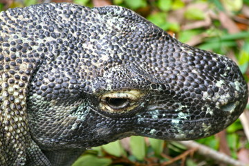 Komodo Dragon - face closeup