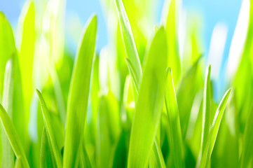 Fototapeta na wymiar Green grass against the sky background