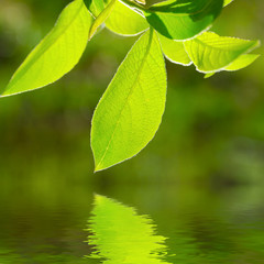 Fototapeta na wymiar closeup picture of rich foliage