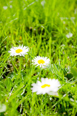 Daisy in green grass