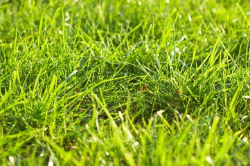 Young juicy green grass