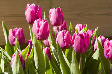 a branch of tulips