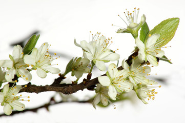 Fototapeta na wymiar Blüte eines Pflaumenbaumes im April