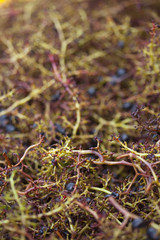 Résidus de raisin après la vendange