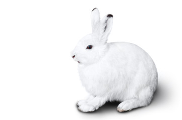 White cute rabbit