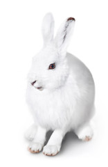 White cute rabbit