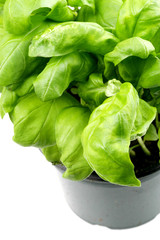Fresh Basil