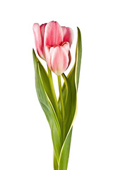 Tender flower, pink tulip
