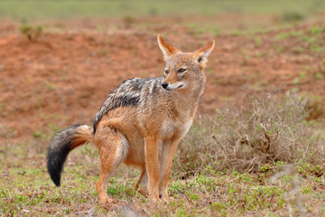 black backed jackal
