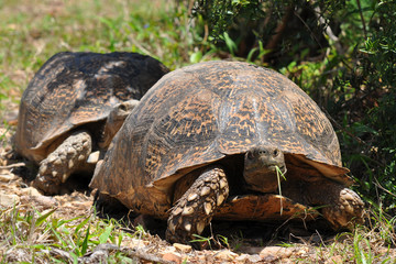 big leopard tortoise