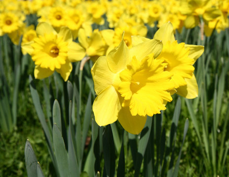 Daffodils blooming in early spring in a park