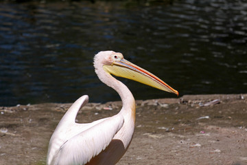 Fototapeta na wymiar pelican,pelikan