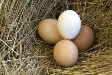 Group of eggs in a nest.