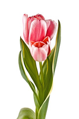 Tender flower, pink tulip