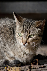 Obraz premium domestic cat