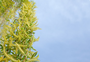 green spring leaves under the sky