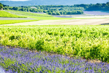 Obraz premium lavender field with vineyards, Drome, Rhone-Alpes, France