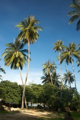 Fototapeta premium coconut trees on mak island