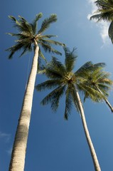 coconut trees on mak island