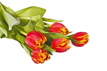 Bouquet of bright tulips