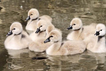cygnets of black swan - cygnus atratus
