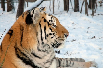 Siberian tiger (Panthera tigris altaica)