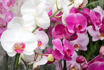 Obraz na płótnie Canvas orchidee