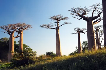 Foto op Canvas Veld van baobabs © Nazzu