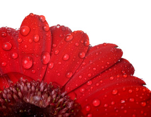 red flower with rain drops