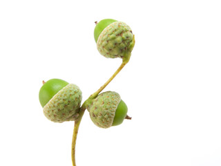 young acorns on white background. with room for text