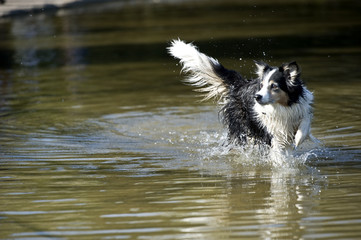 Border collie dog