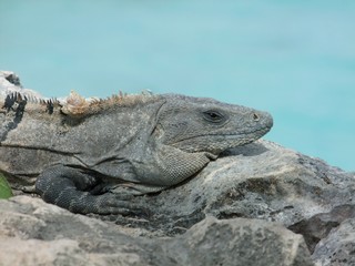 Iguane de Tulum