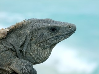 Iguane de Tulum