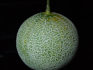 muskmelon