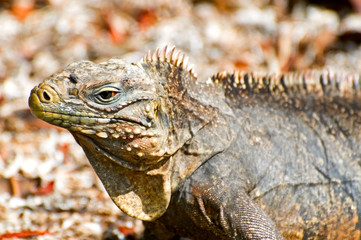 wild  iguana