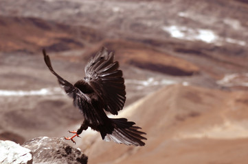 Gorak - Vogel im Himalaja