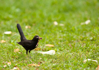 Blackbird on a meadow