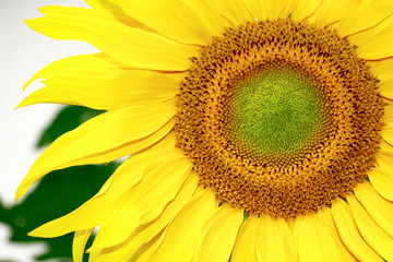 Obraz premium Beautiful sunflower