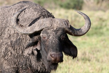 Muddy African Buffalo